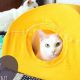 Easy DIY Cat Tent Ideas: Build a Purr-fect Home! | The DIY Hub: Creative Crafts, Repairs & Life Hacks