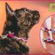 Purr-fect DIY Cat Collar: Easy & Safe Homemade Styles | The DIY Hub: Creative Crafts, Repairs & Life Hacks