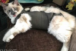 Easy DIY Cat Cone Sock: Protect Your Cat! The DIY Hub: Creative Crafts, Repairs & Life Hacks Easy DIY Cat Cone Sock: Protect Your Cat! | The DIY Hub: Creative Crafts, Repairs & Life Hacks