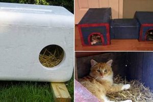 Build a Cozy DIY Heated Cat House: Shelter & Warmth The DIY Hub: Creative Crafts, Repairs & Life Hacks Build a Cozy DIY Heated Cat House: Shelter & Warmth | The DIY Hub: Creative Crafts, Repairs & Life Hacks