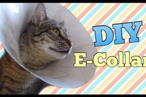 Easy DIY Cat Cone Collar: Protect Your Cat! The DIY Hub: Creative Crafts, Repairs & Life Hacks Easy DIY Cat Cone Collar: Protect Your Cat! | The DIY Hub: Creative Crafts, Repairs & Life Hacks
