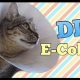 Easy DIY Cat Cone Collar: Protect Your Cat! | The DIY Hub: Creative Crafts, Repairs & Life Hacks