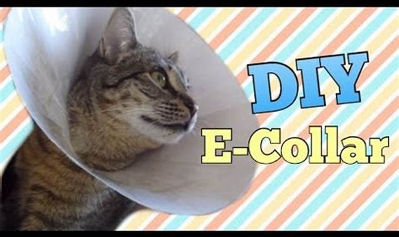 Easy DIY Cat Cone Collar: Protect Your Cat!