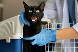 Easy DIY Cat Health Checkup Guide + Tips The DIY Hub: Creative Crafts, Repairs & Life Hacks Easy DIY Cat Health Checkup Guide + Tips | The DIY Hub: Creative Crafts, Repairs & Life Hacks