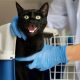 Easy DIY Cat Health Checkup Guide + Tips | The DIY Hub: Creative Crafts, Repairs & Life Hacks