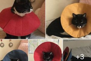 DIY E-Collar: Make a Comfy Cone for Cat [Guide] | The DIY Hub: Creative Crafts, Repairs & Life Hacks