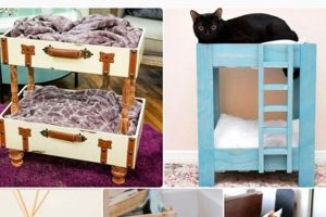 Easy DIY Cat Bed Ideas: Perfect & Comfy Cat Beds! The DIY Hub: Creative Crafts, Repairs & Life Hacks Easy DIY Cat Bed Ideas: Perfect & Comfy Cat Beds! | The DIY Hub: Creative Crafts, Repairs & Life Hacks