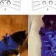Easy DIY Cat Recovery Suit: Protect & Heal Your Cat | The DIY Hub: Creative Crafts, Repairs & Life Hacks