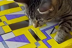 Purrfect DIY Cat Puzzle: Fun & Enrichment! The DIY Hub: Creative Crafts, Repairs & Life Hacks Purrfect DIY Cat Puzzle: Fun & Enrichment! | The DIY Hub: Creative Crafts, Repairs & Life Hacks