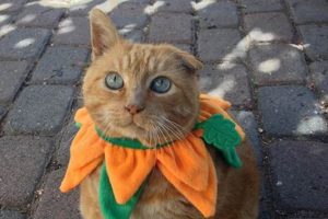 Easy DIY Cat Costumes: Fun, Safe & Adorable Outfits | The DIY Hub: Creative Crafts, Repairs & Life Hacks