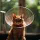 Easy DIY Cat Cone: Protect Your Kitty's Health Today! | The DIY Hub: Creative Crafts, Repairs & Life Hacks